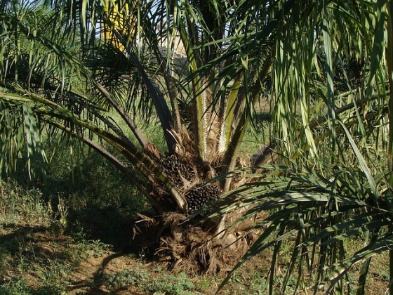 oil-palm-287902_640